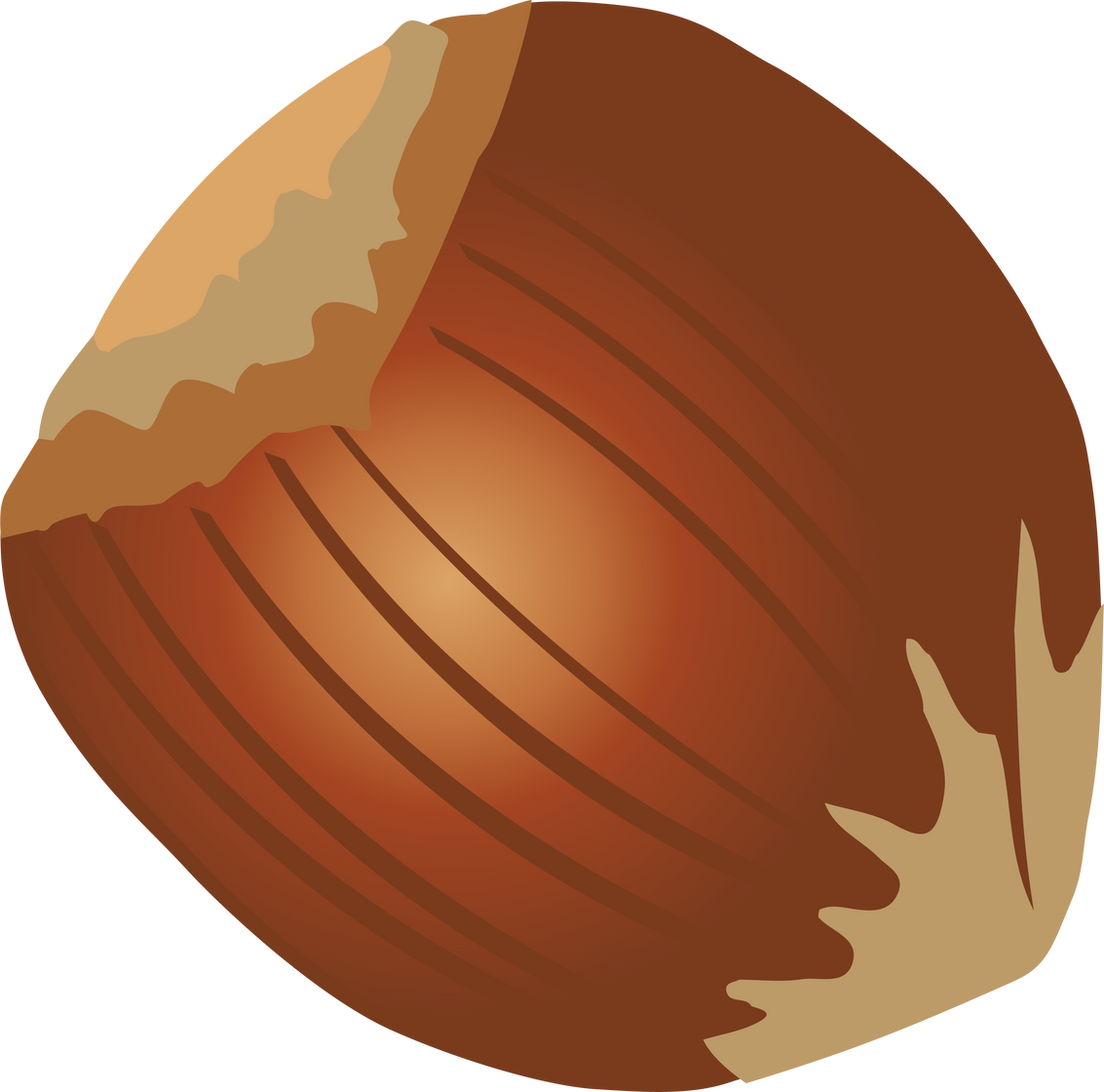 Hazelnut Nut Illustration